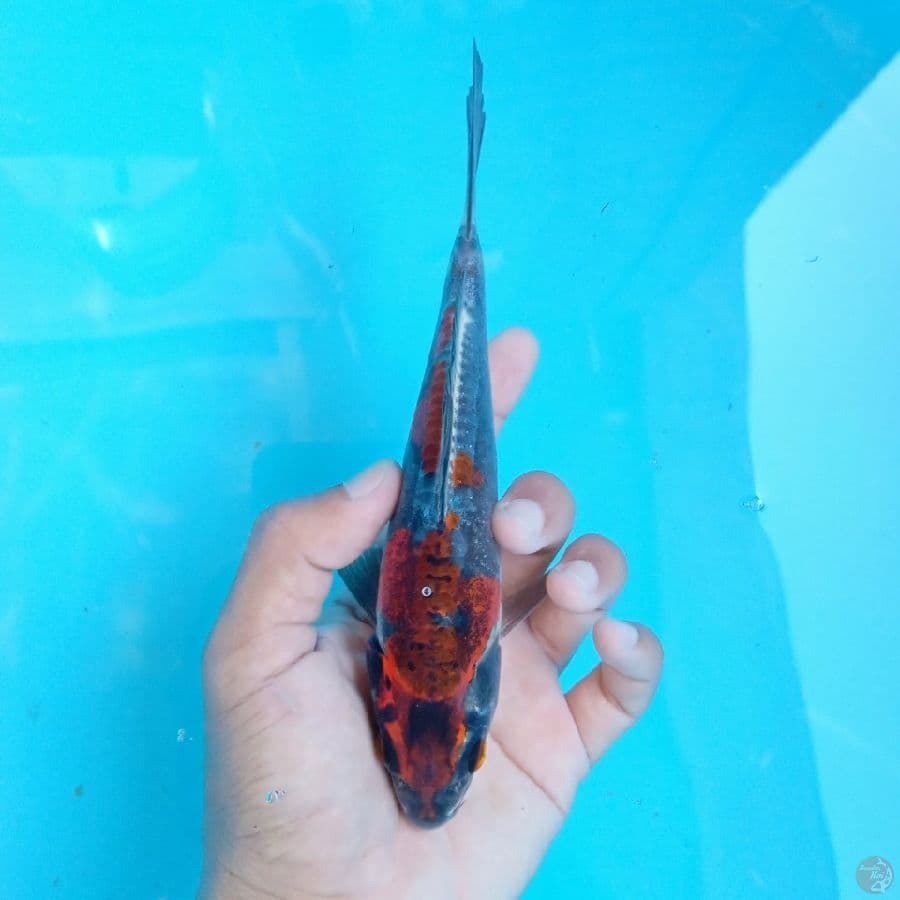 BENI KIKO MERAH BATA 20CM