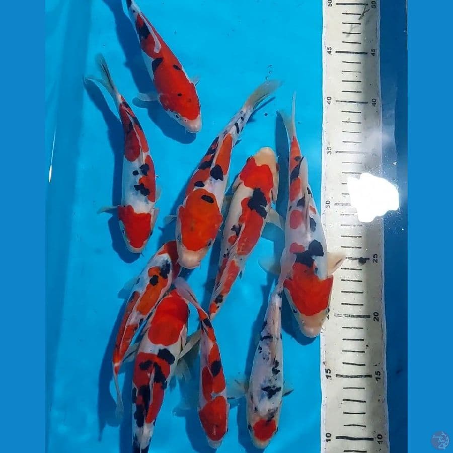 SANKE DOITSU QUALITY 14-19 CM 9 EKOR