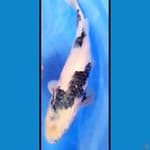 ikan koi shiro jantan 39 cm