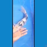 Ikan shiro jantan 36 cm