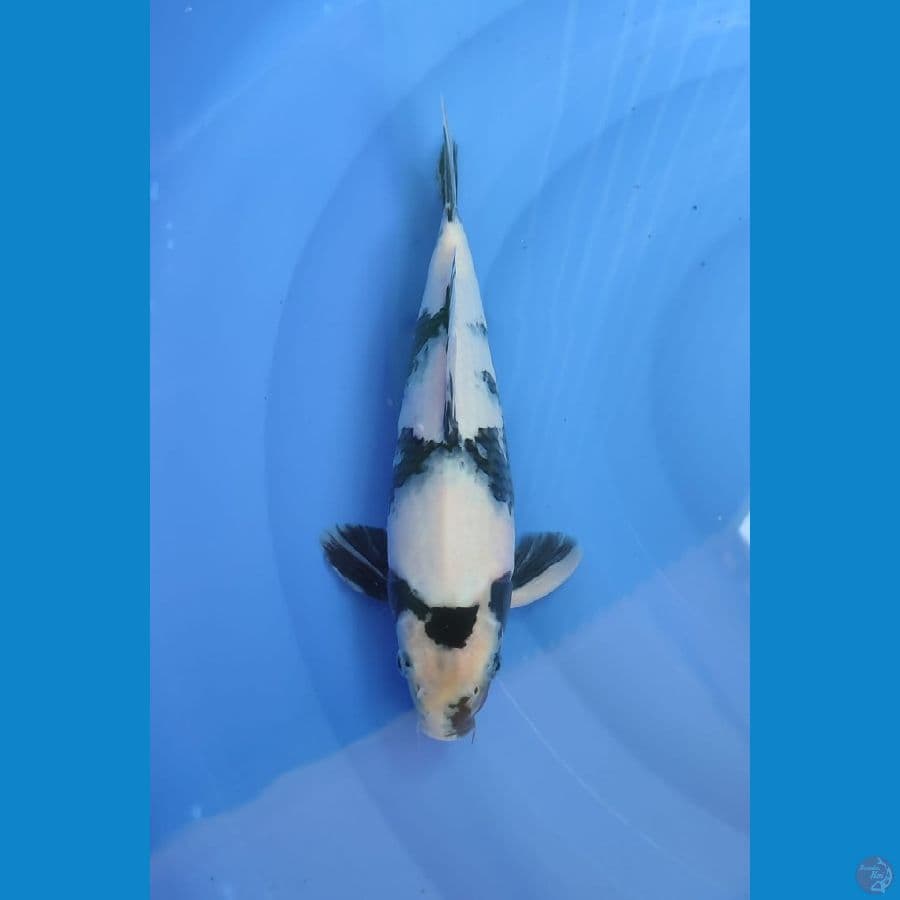 M 33