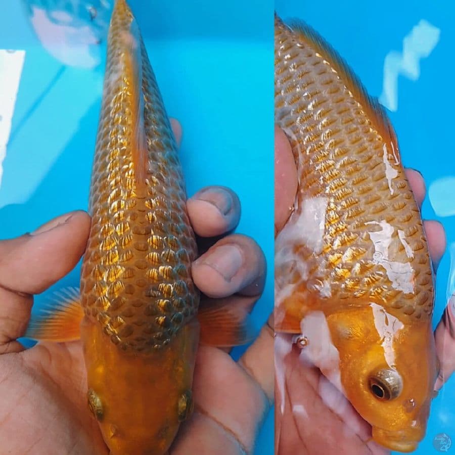 karamel ginrin 