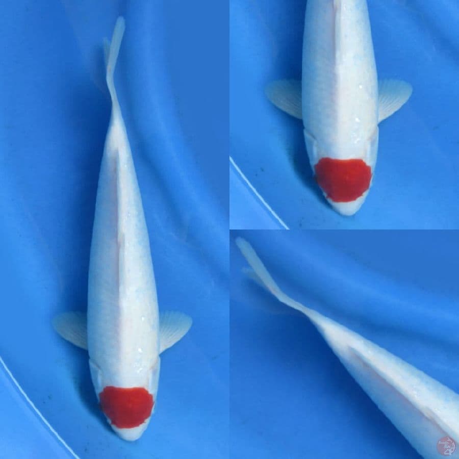 32 cm, Tancho Ori