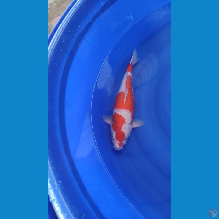 kohaku maruten