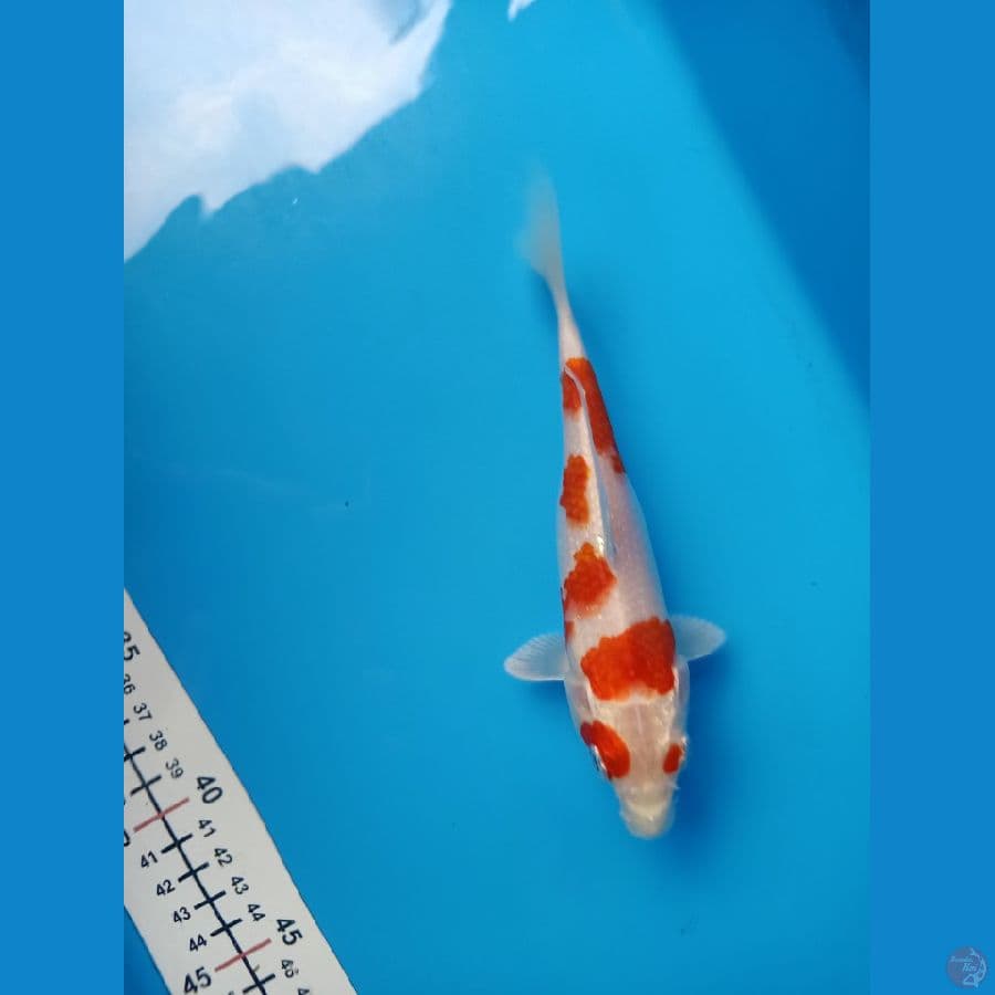 kohaku metalik sq