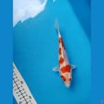 kohaku metalik sq