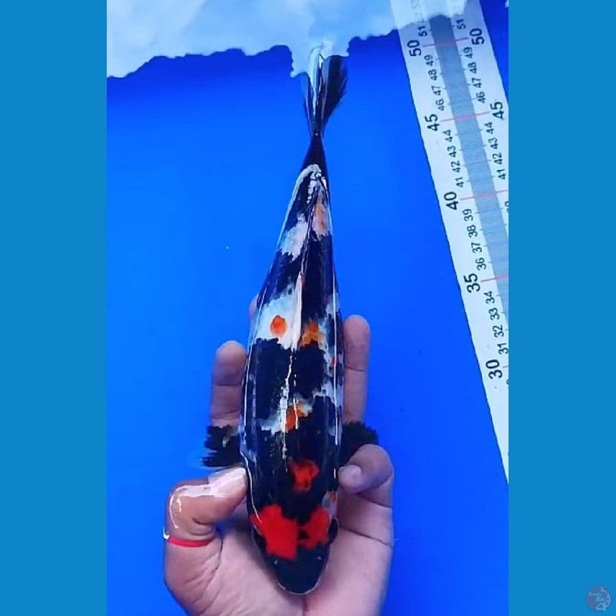 SHOWA (25CM)
