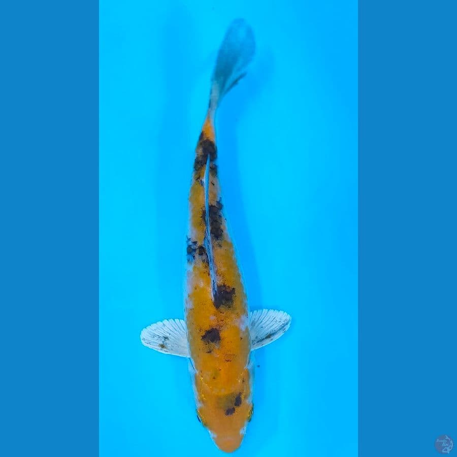 KINSHOWA (25CM)
