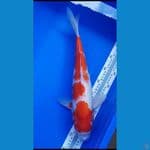 KOHAKU (42CM)