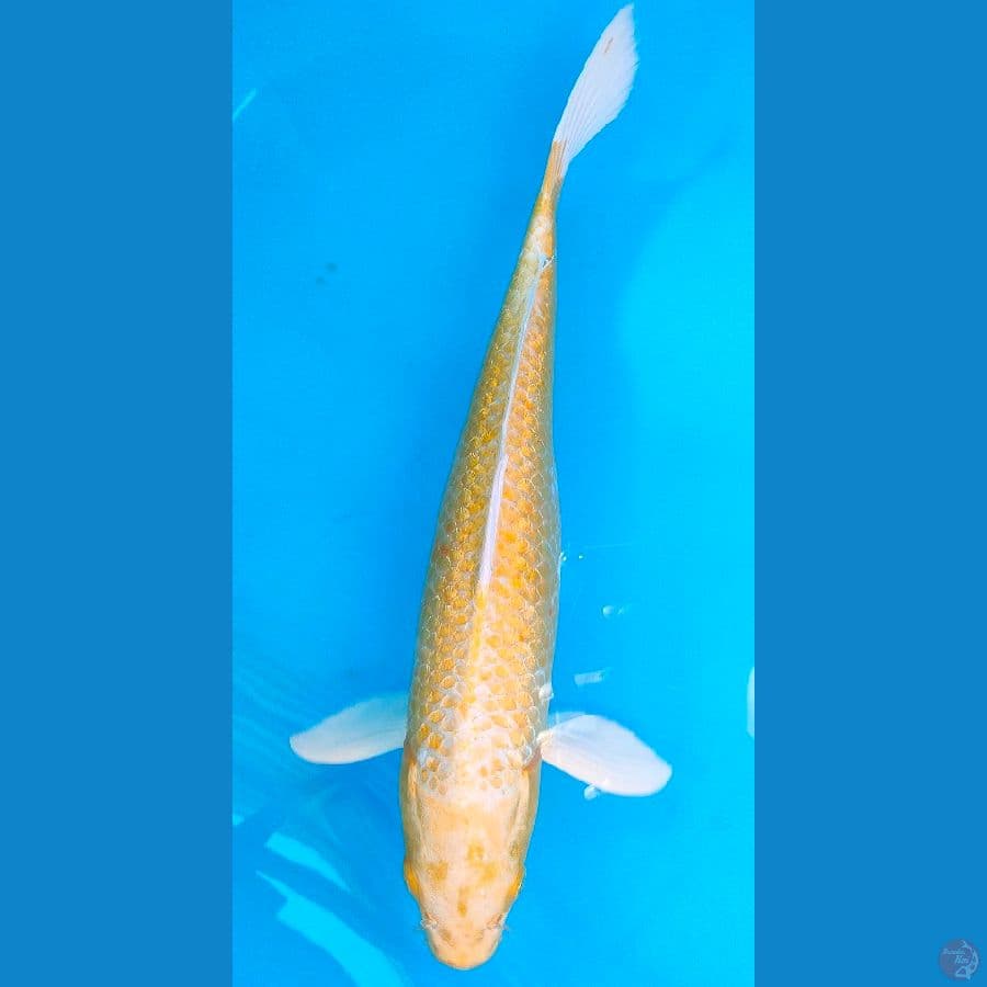 KARASHI OGON (41CM)