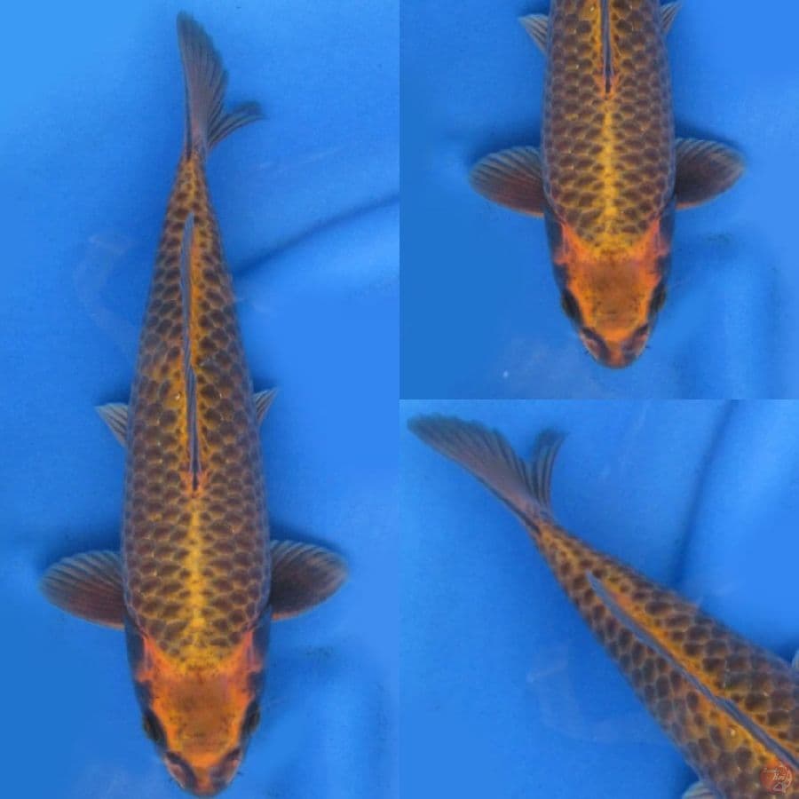 34 cm , Muakshi Ogon no bocor