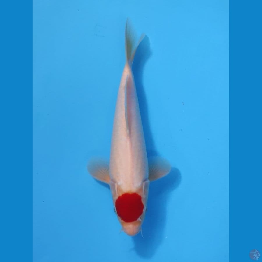 01 ORIGINAL TC 28CM - MALE