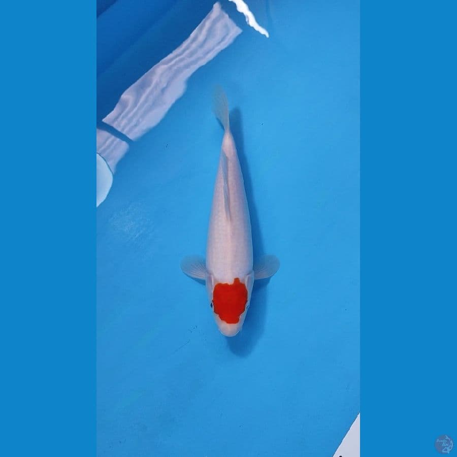 TANCHO 30CM - FEMALE