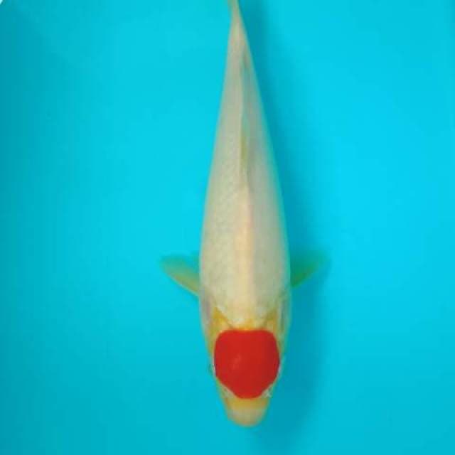 Tancho kohaku 27 cm