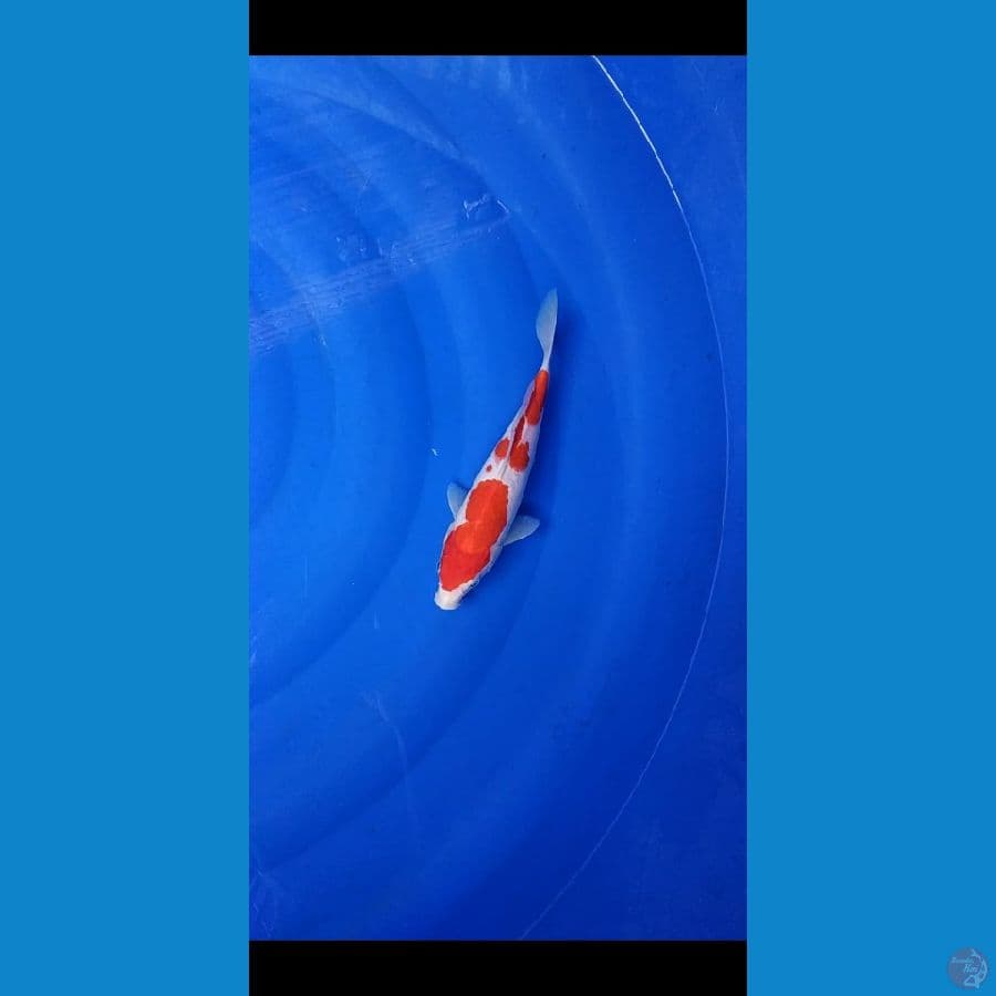 Kohaku 25 cm 