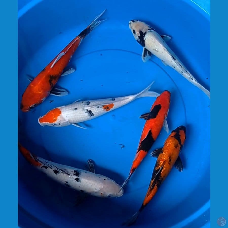Mix 32-37cm 5 ekor