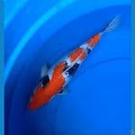Showa SQ 35cm Female