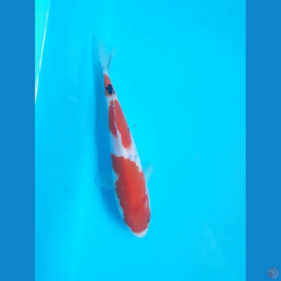 sangke 17cm