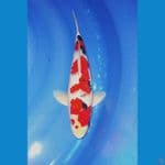 SANKE F1 MALE 35CM