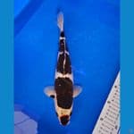 KOROMO MALE 31CM