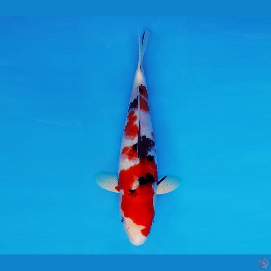 FUJI 4 - Sanke 28 cm/male ®