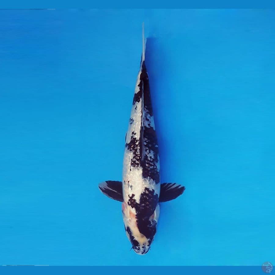 FUJI 12 - Shiro Showa Gin Rin 36 cm/fm ®