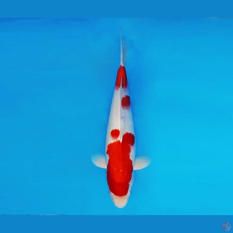 FUJI 13 - Kohaku 34 cm/male ®