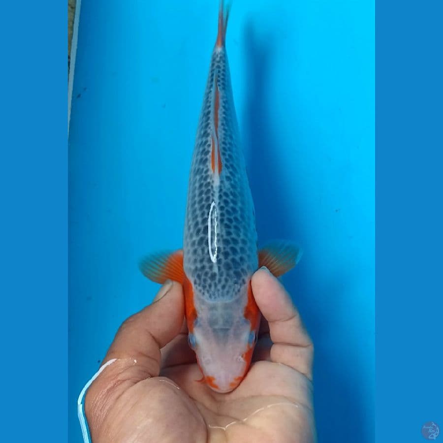 Asagi 24cm