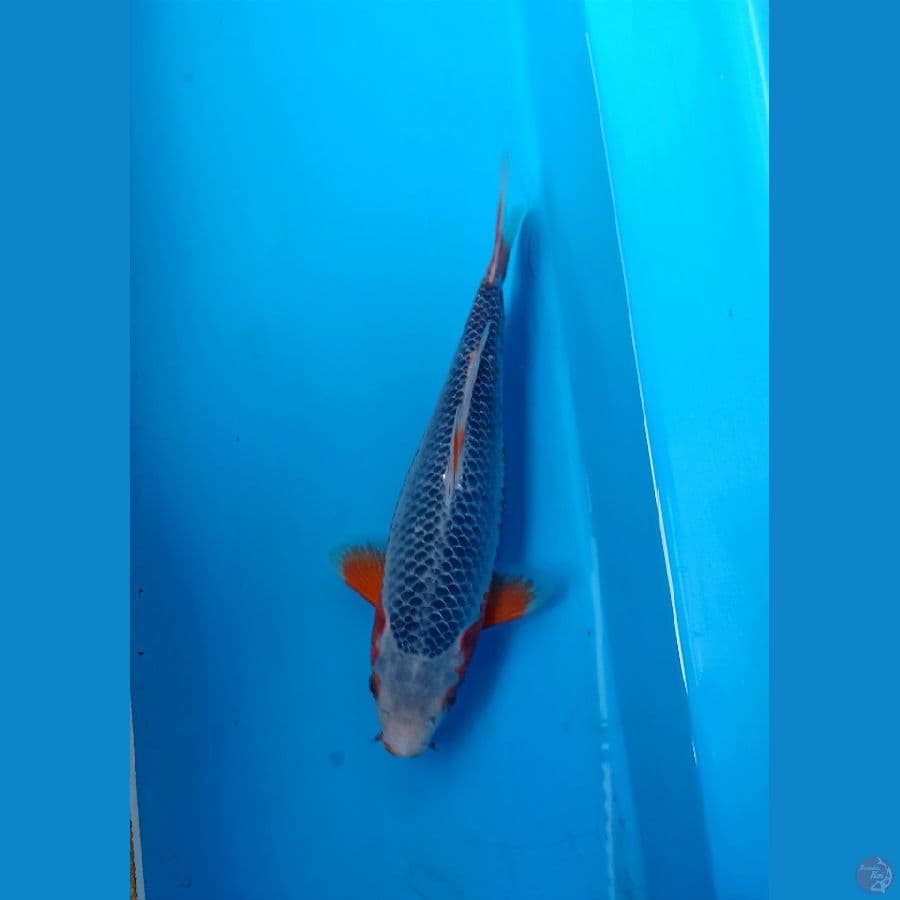 Asagi 25cm