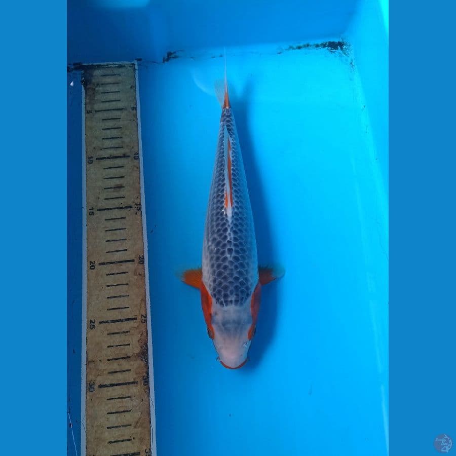 Asagi 27cm