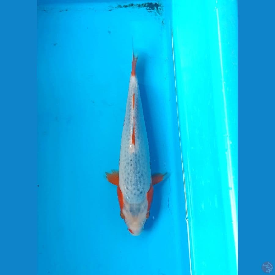 Asagi 23cm