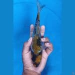 Showa 24cm