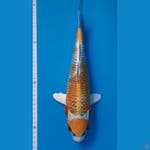 MARUTEN KUJAKU KIRIN