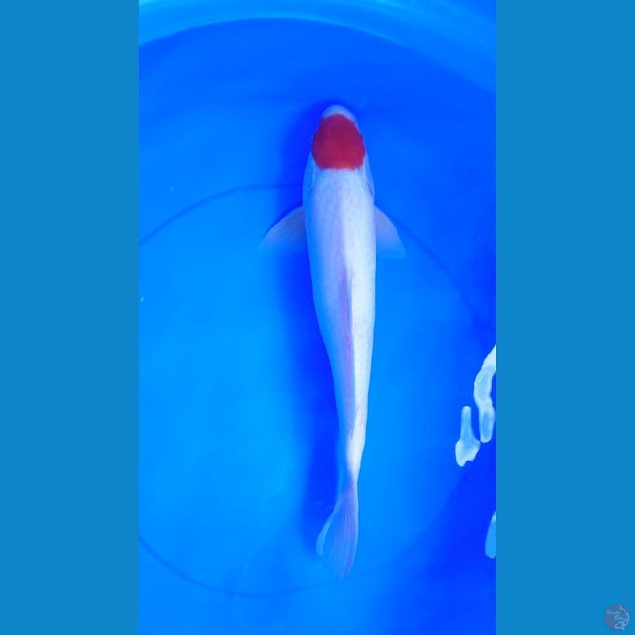 original tanco kohaku 