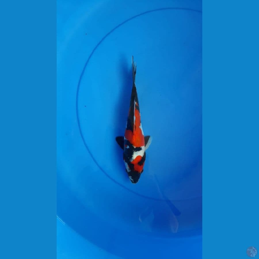 SHOWA DOITSU 23CM ORIGYNAL