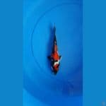 SHOWA DOITSU 23CM ORIGYNAL