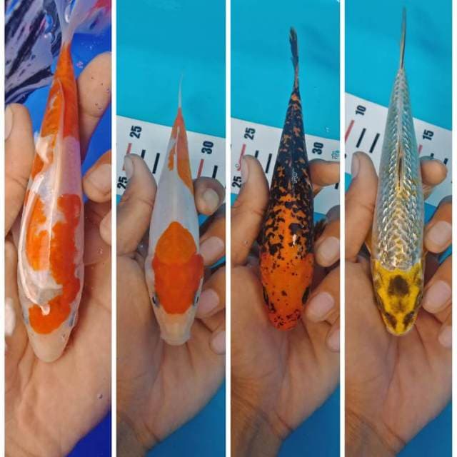 Mix koi