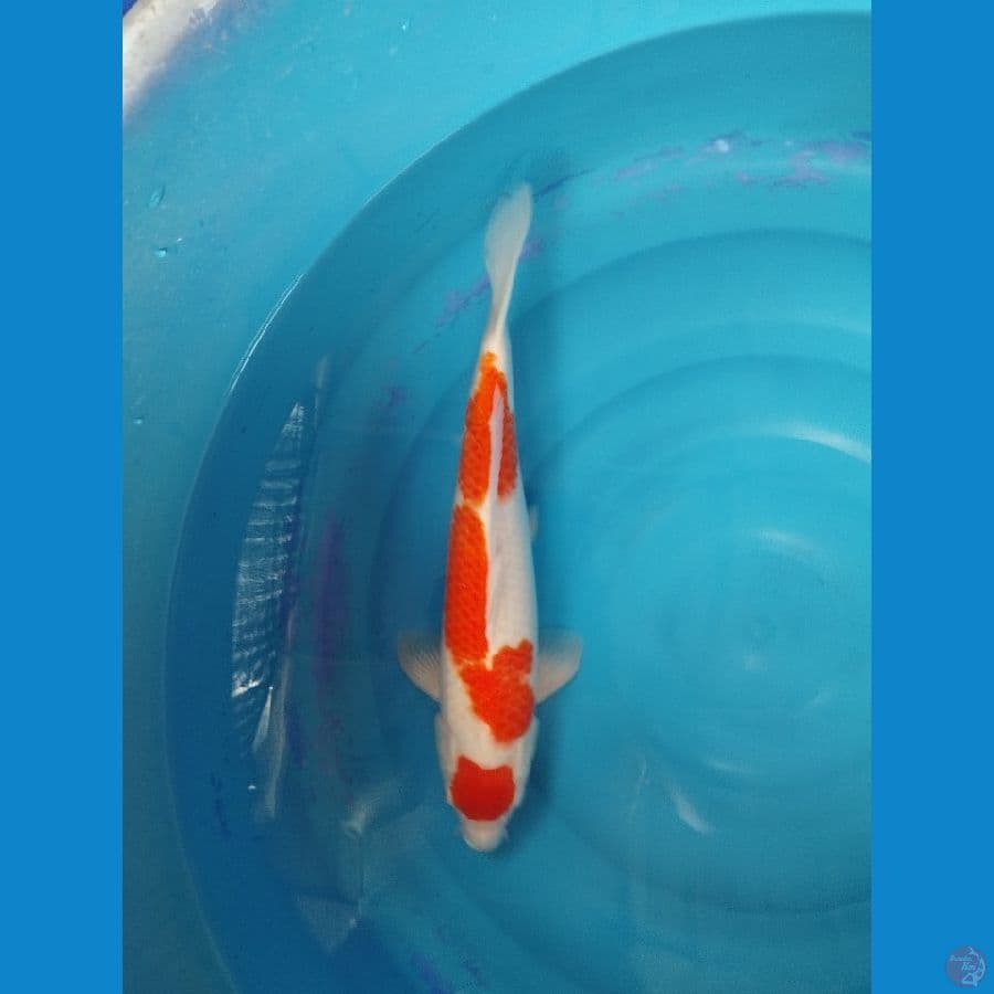 kohaku 40cm