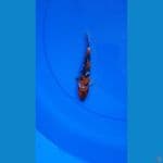 SHOWA 17CM ORIGYNAL