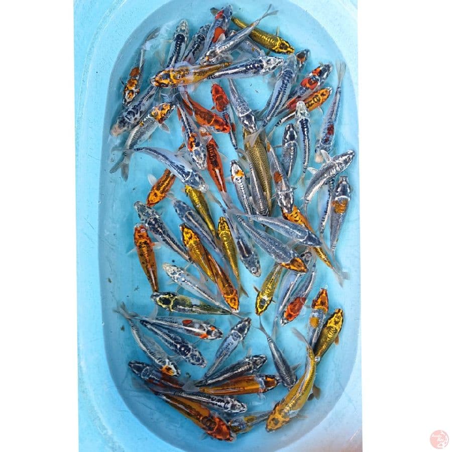 PAKET KIKO ,MUKASHI 15-21 ( 62 EKOR  )
