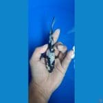 Shiro Ginrin 15BU SQ