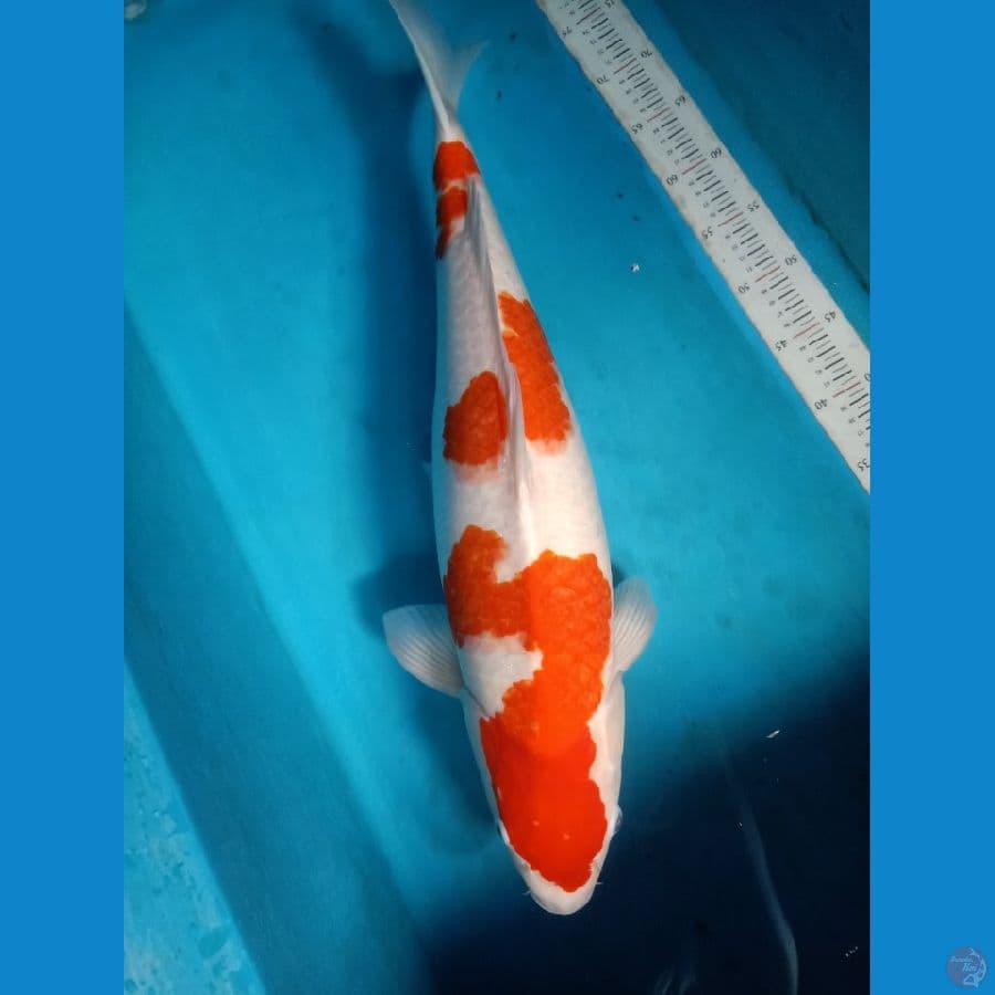 original kohaku