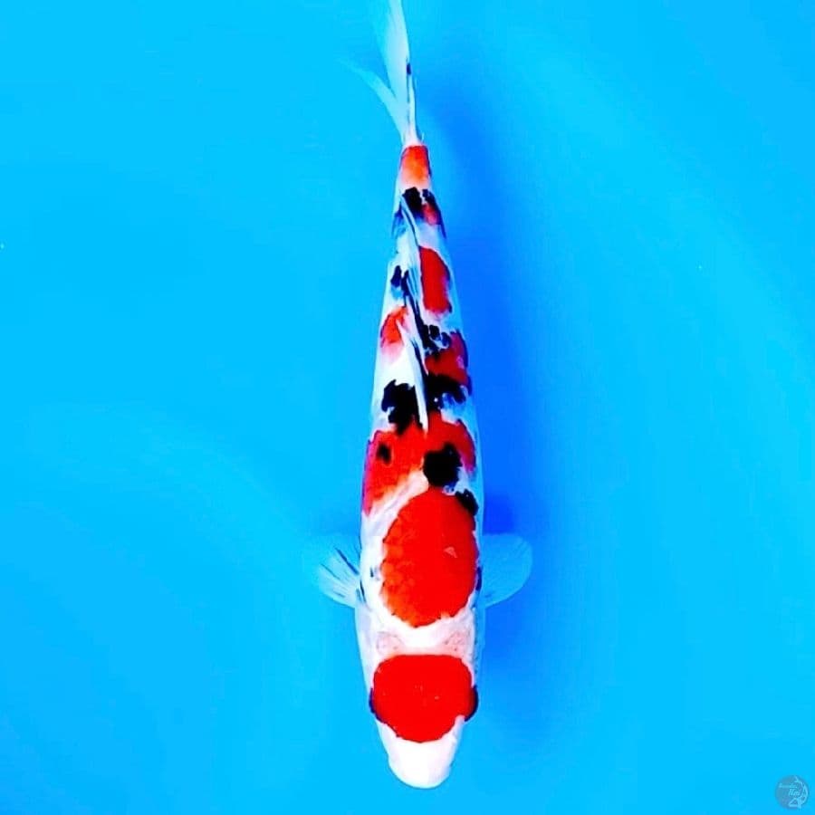 sanke 30cm male