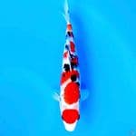 sanke 30cm male
