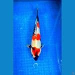 showa ±34cm jantan