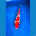 kohaku ±30cm jantan