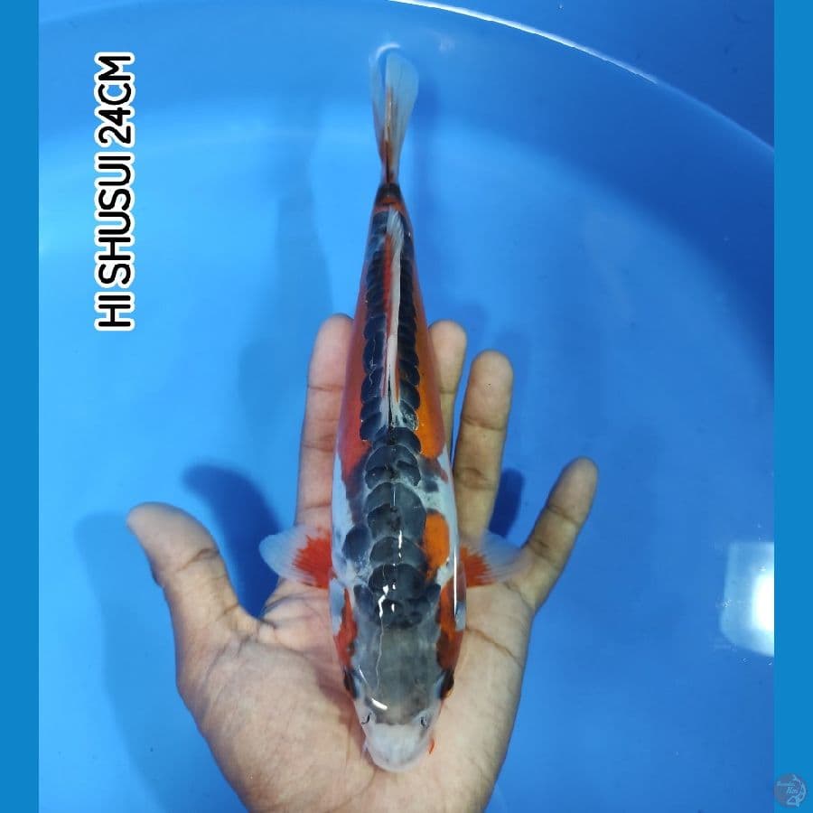 HI SHUSUI 24CM