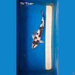 Shiro cakep 36 cm
