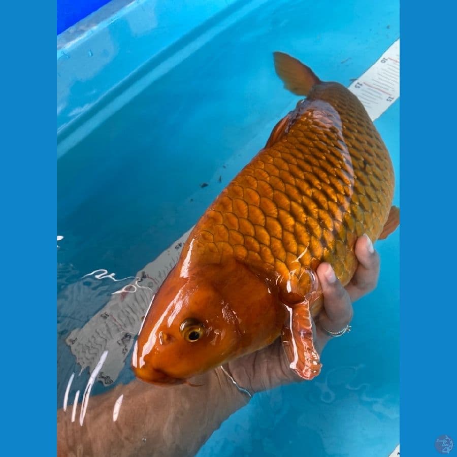 43 punuk chagoi ~F