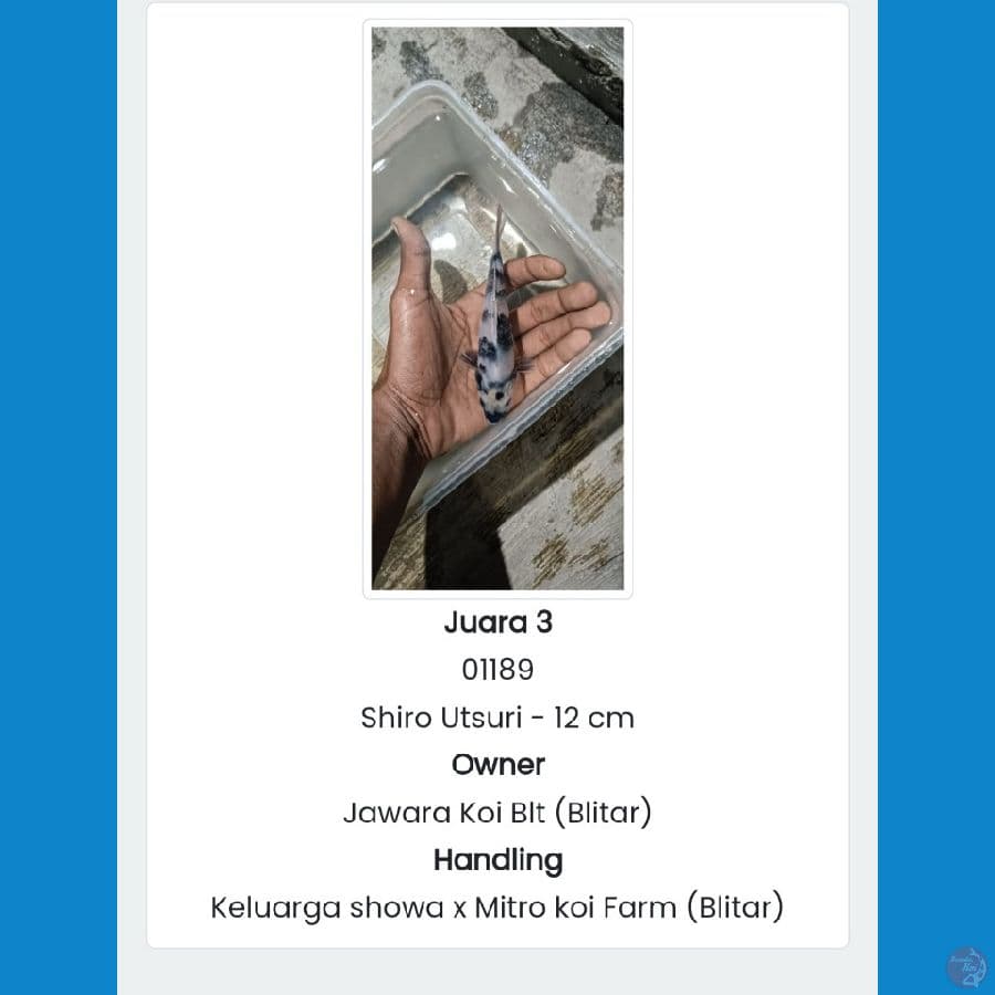 SHIRO SERTI JUARA 3 ZNA -12 CM
